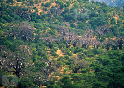 Kruger_National_Park_030